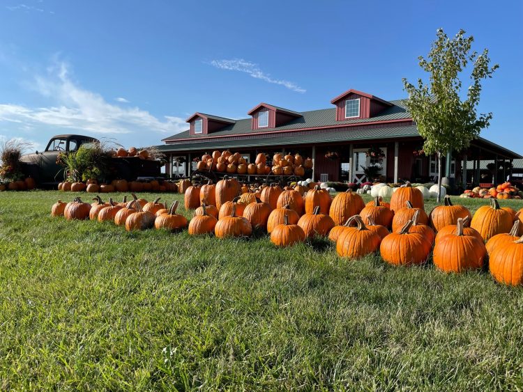 Pumpkin Patches