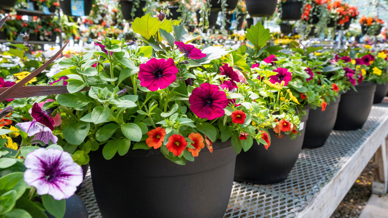 Landscape Inspirations: Top Garden Centers to Explore | Ruhl&Ruhl Realtors