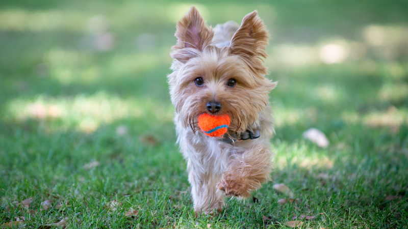 Paws and Play: Top Dog Parks and Off-Leash Areas | Ruhl&Ruhl REALTORS